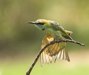 Green bee Eater