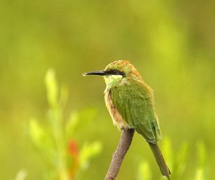Green bee Eater