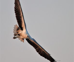 White-bellied Sea eagle