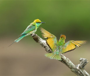 GREEN BEE-EATER