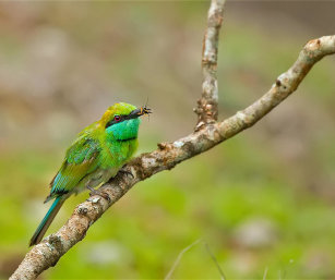 GREEN BEE-EATER