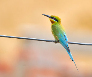 BLUE-TAILED BEE-EATERS