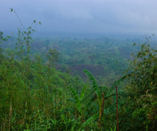 TYPICAL JHUMMED MOUNTAINSIDES, TRIPURA