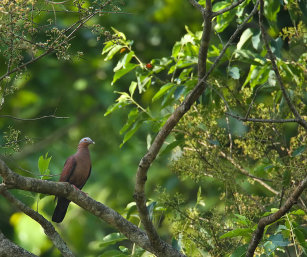 PALE-CAPPED PIGEON