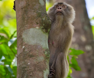 PIG-TAILED MACAQUE