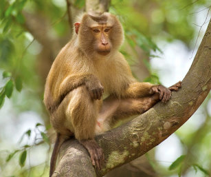 PIG-TAILED MACAQUE