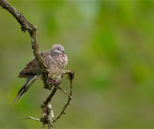 SPOTTED DOVE