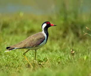 RED-WATTLED LAPWING