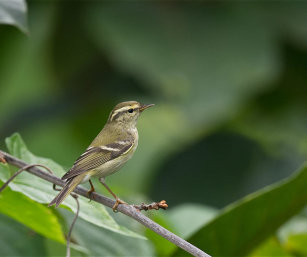YELLOW-BROWED WARBLER