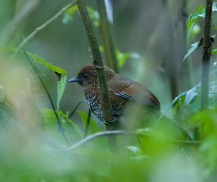 Brown-capped Laughing Thrush