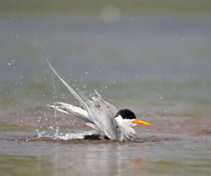 Black-bellied Tern