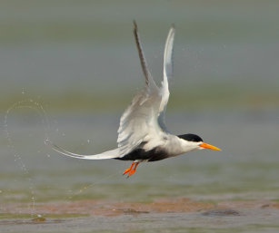 Black-bellied Tern