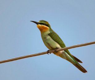 Blue-cheeked bee eater
