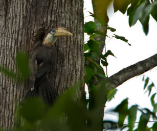Brown Hornbill