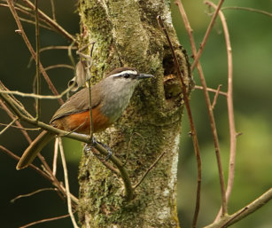 Grey-breasted Laughing Thrush