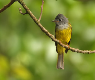 Grey-headed canary flycatcher