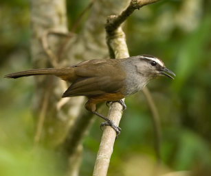 Grey-Breasted LaughingThrush