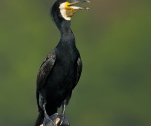 Large Cormorant