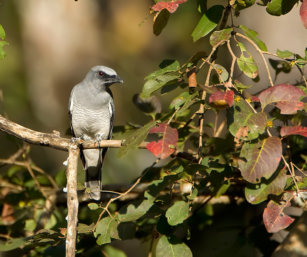 Large cuckoo-shrike