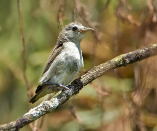 Nilgiri Flowerpecker