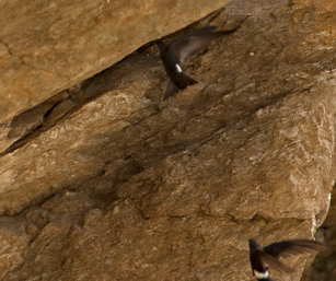 Pacific fork-tailed Swift