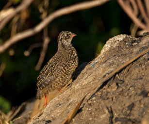 Painted Bush-quail