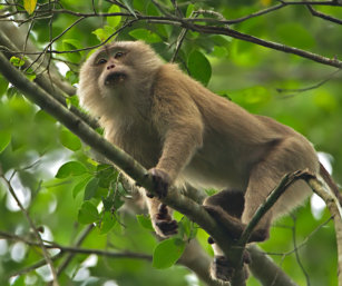 Pig-tailed Monkey