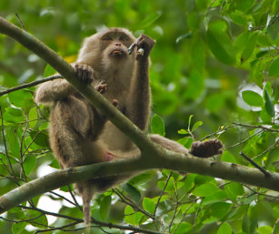 Pig-tailed Monkey