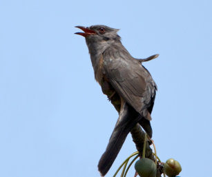 Rufous-bellied Cuckoo