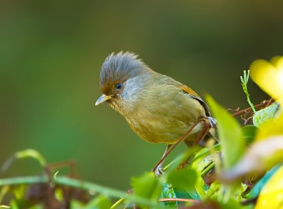 Rufous-fronted Barwing
