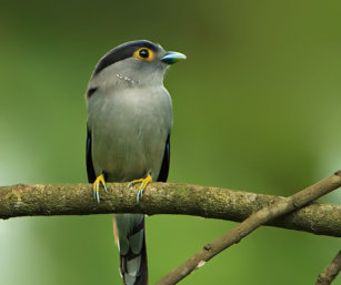 Silver-breasted Broadbill