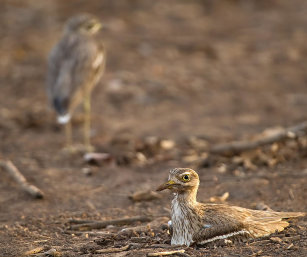 STONE CURLEW