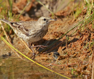 WATER PIPIT