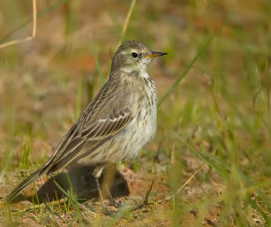 WATER PIPIT