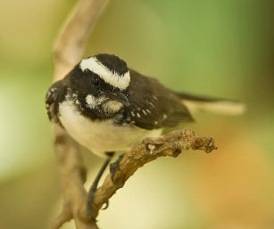 WHITE-BROWED FANTAIL