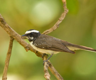 WHITE-BROWED FANTAIL