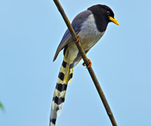 Yellow-billed Blue-Magpie