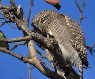 asian barred owlet