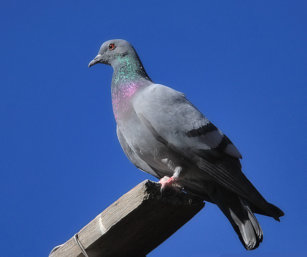 blue rock pigeon