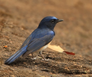 blue-throated flycatcher