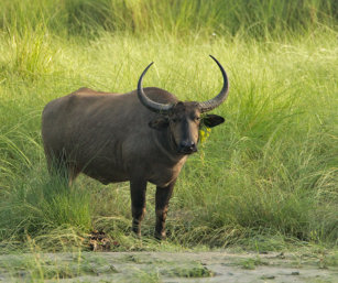 Wild buffalo