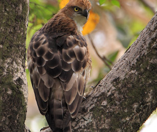 Changeable hawk eagle