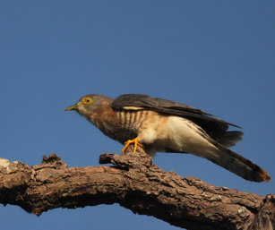 common hawk cuckoo