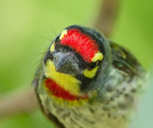COPPERSMITH Barbet