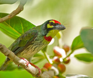 COPPERSMITH Barbet