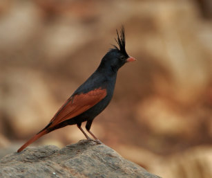 crested bunting