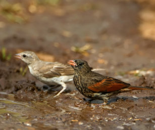crested bunting