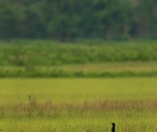 Florican