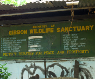 gibbon sanctuary