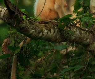 Golden Langur